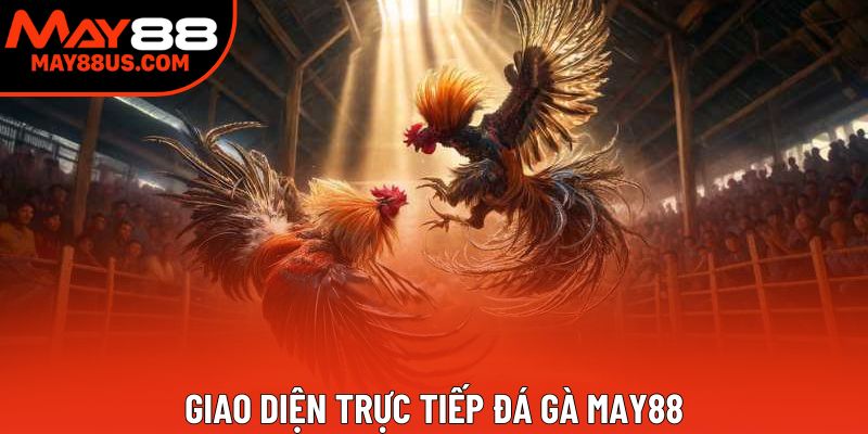 Giao diện trực tiếp đá gà May88