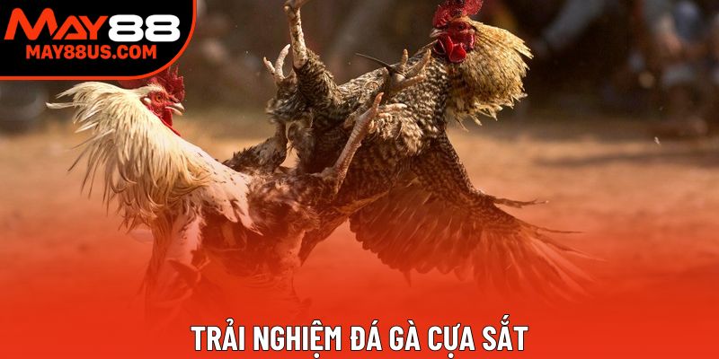 Trải nghiệm đá gà cựa sắt
